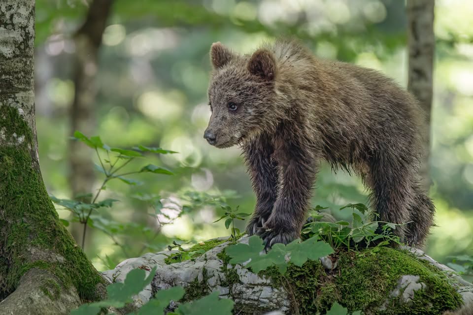 Fotografska razstava Sebastjana Zeliča: Ko živali pridejo k tebi